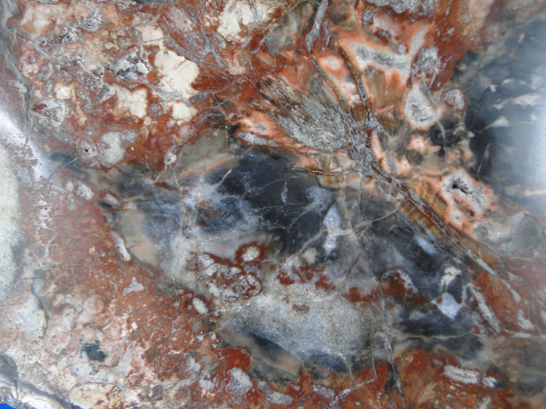 Fossili: Versteinertes Holz – Usato da Schinznach Bad venduto da Demerald 2