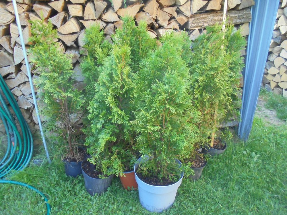 Thuja Bäume Kaufen auf Ricardo