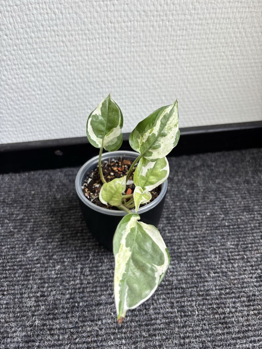 Piante & sementi: Epipremnum aureum 'Pearls and Jade' – Usato da Alpnach Dorf venduto da lisa_plants