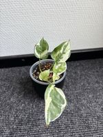 Epipremnum aureum 'Pearls and Jade'
