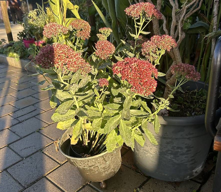Piante & sementi: Sedum / Fetthenne  – Nuovo e nell'imballaggio originale da Frauenfeld venduto da Irene.Schuppli