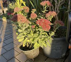 Sedum / Fetthenne 