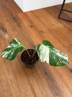 Monstera variegata💚