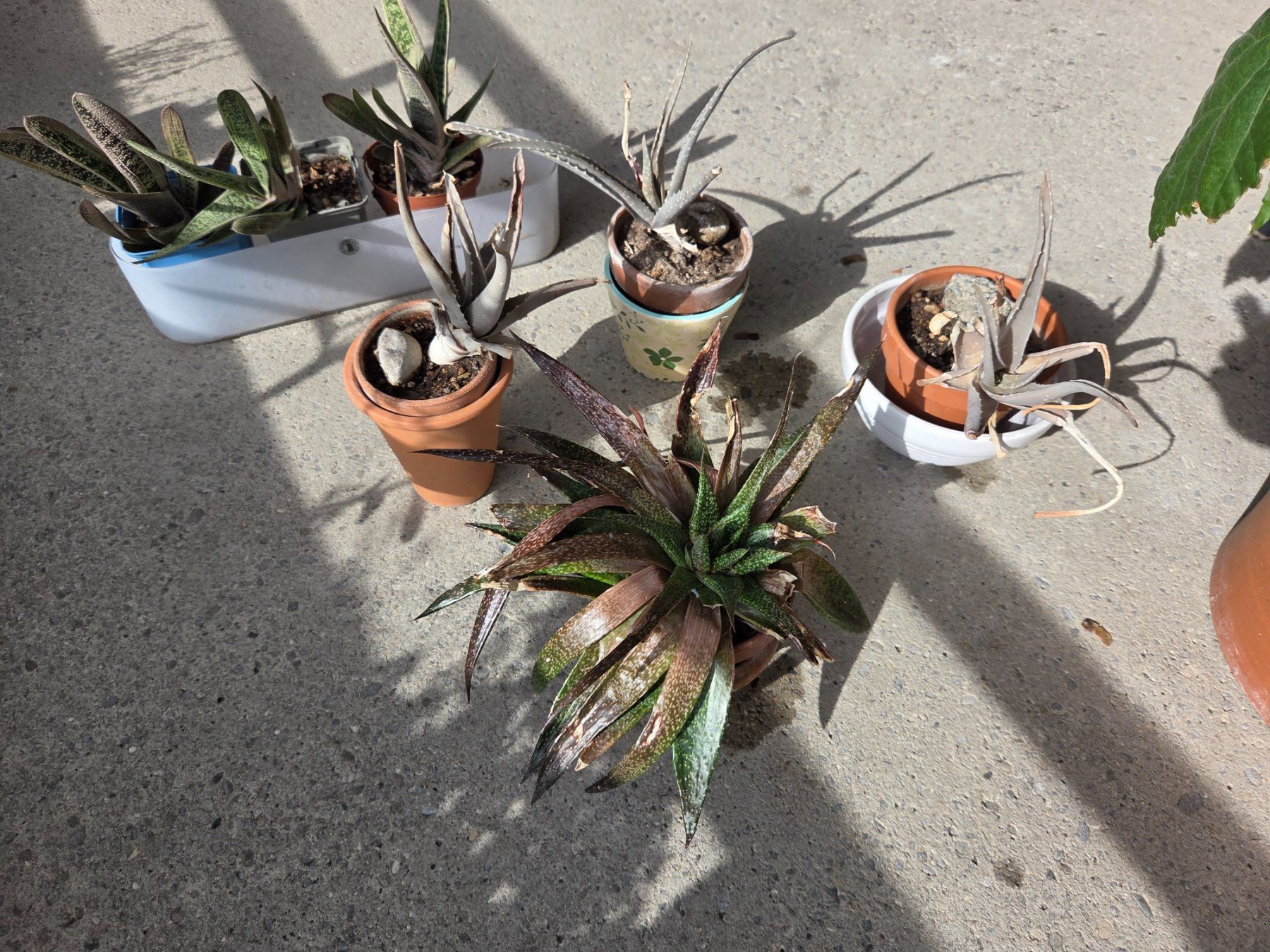 Piante & sementi: Aloe /Agave, versch.Pflanzen – Usato da Aarau venduto da Allerlei1978 4