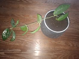 Hoya Carnosa im Topf, pflegeleicht, Zimmerpflanze 🌱