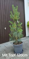 Tränenkiefer (Pinus wallichiana) im Topf