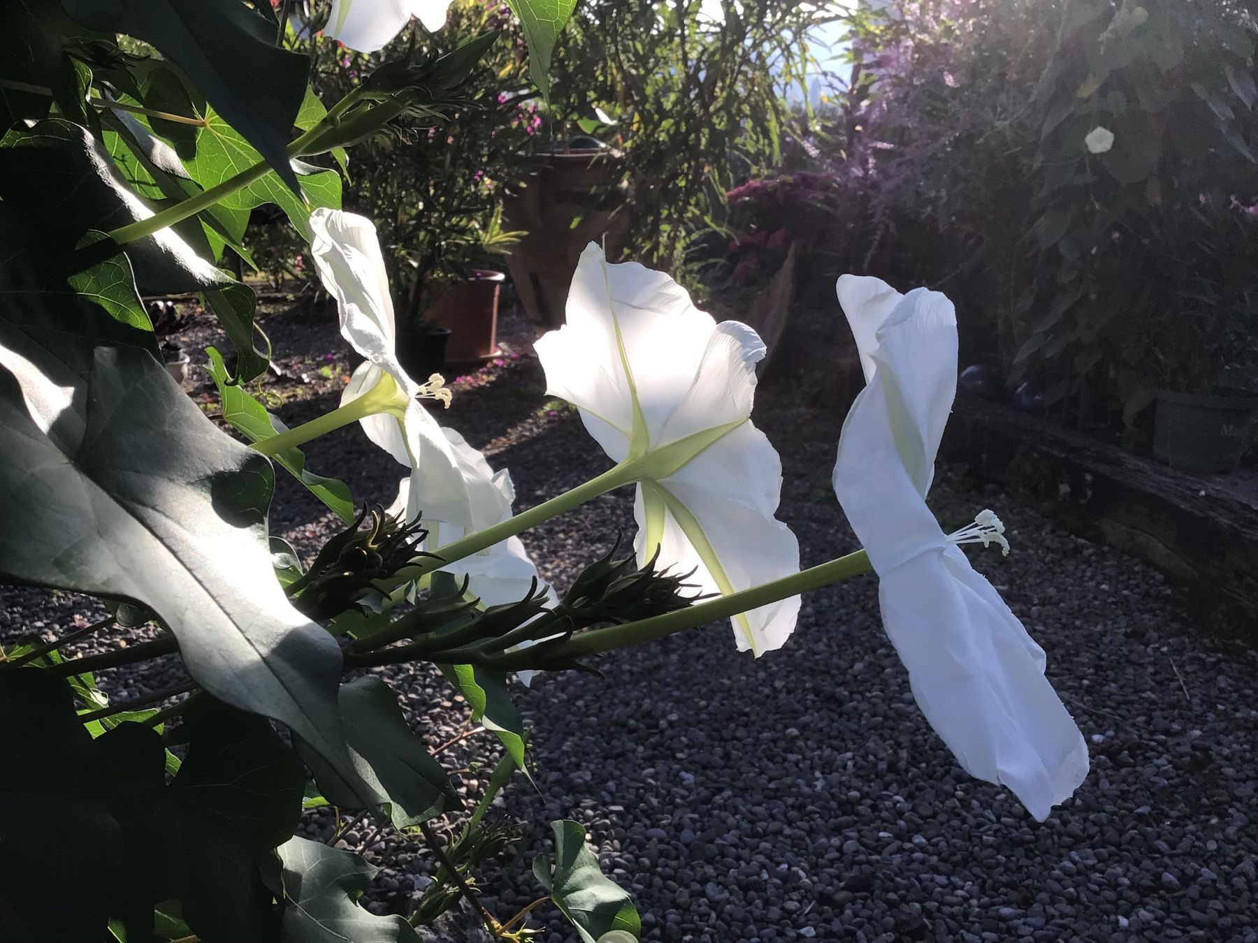 Pflanzen & Samen: Sommerblumen Mix 8 Pflanzen – Gebraucht aus seon von Agnom 1