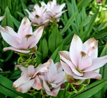 RARE !!! CURCUMA ALISMATIFOLIA HELLROSÉ "SIAM SWING" PFLANZE