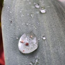Profile image of Lmans