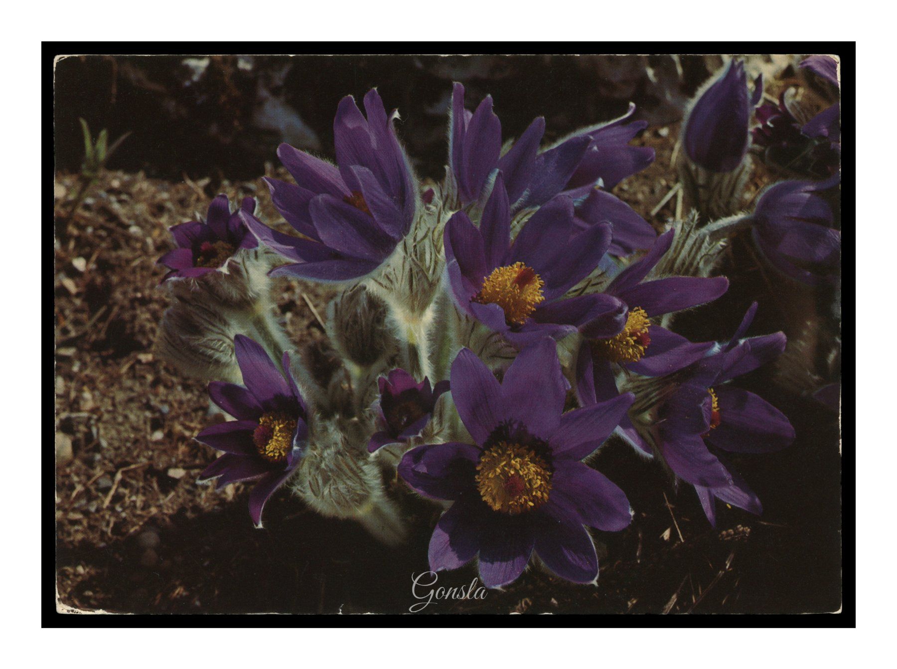Ansichtskarten: FLEURS "Anémone" – Gebraucht aus Onex von gonsla01