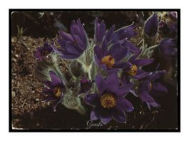FLEURS "Anémone"