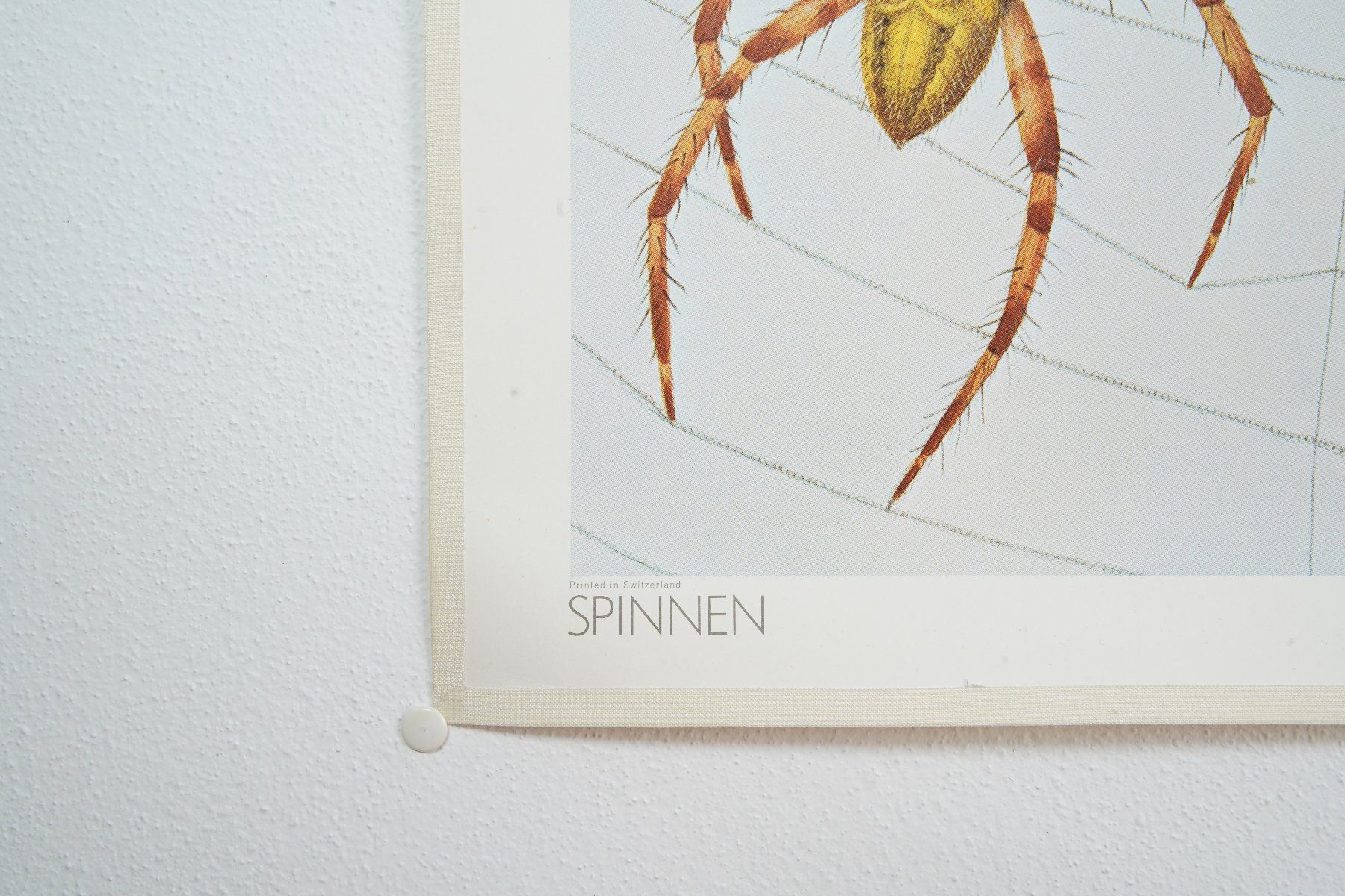 Foto & Immagini: Schulwandbild "Spinnen" von Marta Seitz 1976 – Usato da Wil SG venduto da froschbiss 3