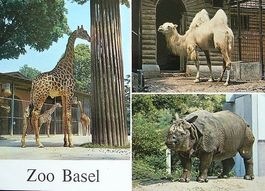 BASEL Zoologischer Garten, Giraffen, Kamel, Panzernashorn