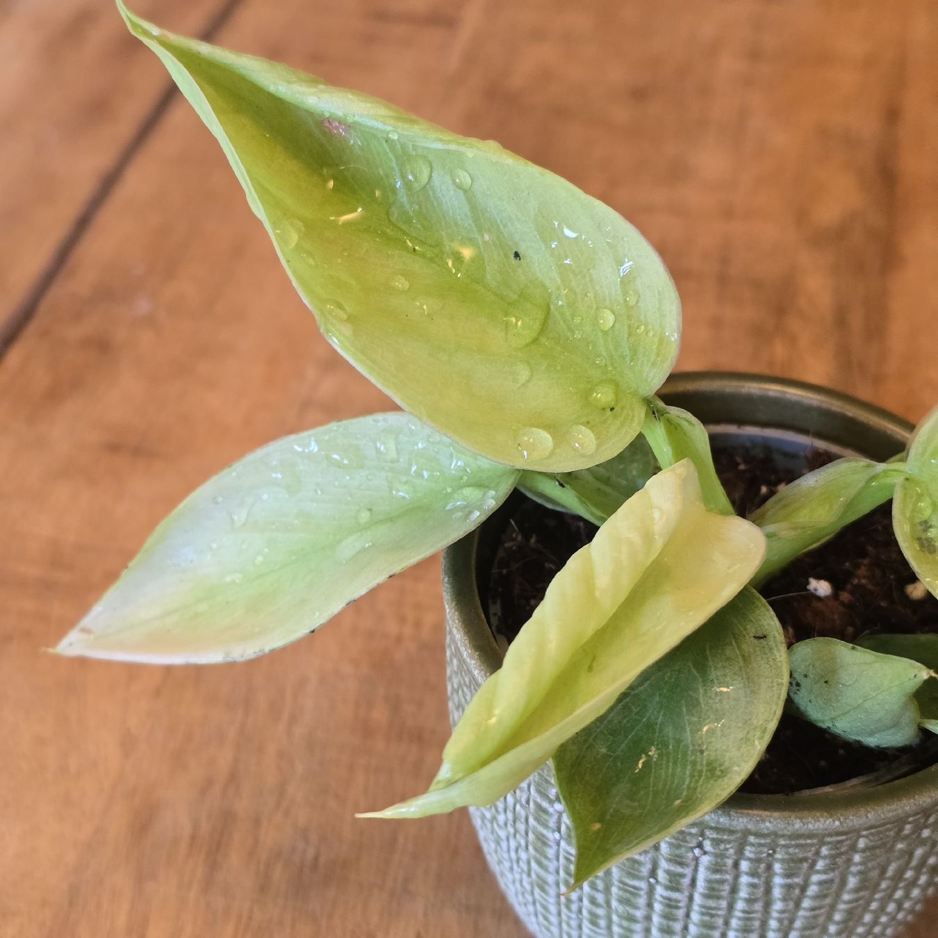Plantes & graines: 🪴 Philodendron José Buono – Neuf (Voir description) à Misery par oas_khk5 1