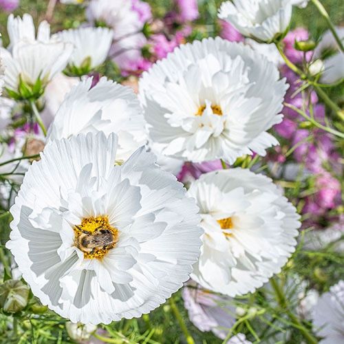 Pflanzen & Samen: 30 Samen Cosmea CUPCAKES WHITE  Schmuckkörbchen – Neu (gemäss Beschreibung) aus Ehrendingen von VerveinaSamen 1