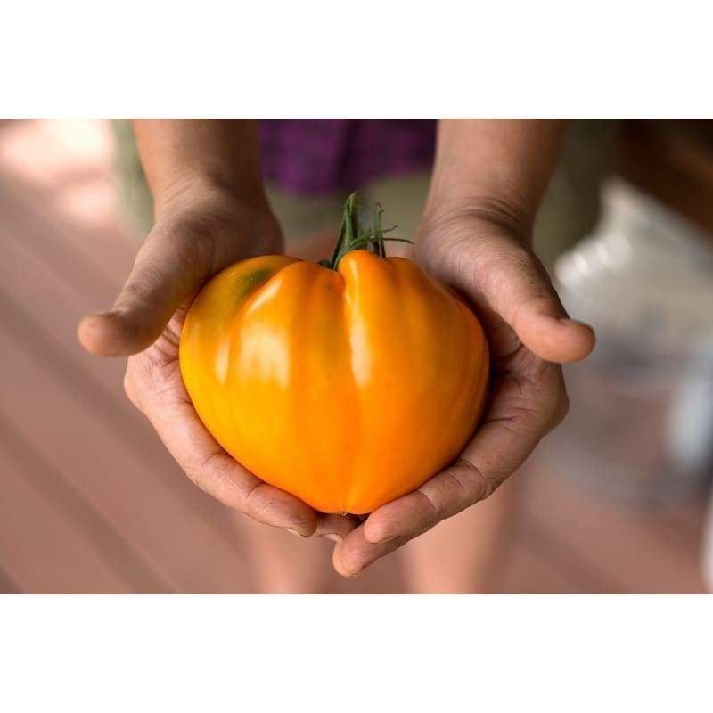 Piante & sementi: 50 Samen GERMAN ORANGE Strawberry Tomate – Nuovo (secondo la descrizione) da Ehrendingen venduto da VerveinaSamen 1
