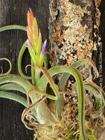 Tillandsia Caput Medusae - faszinierende Luftpflanze