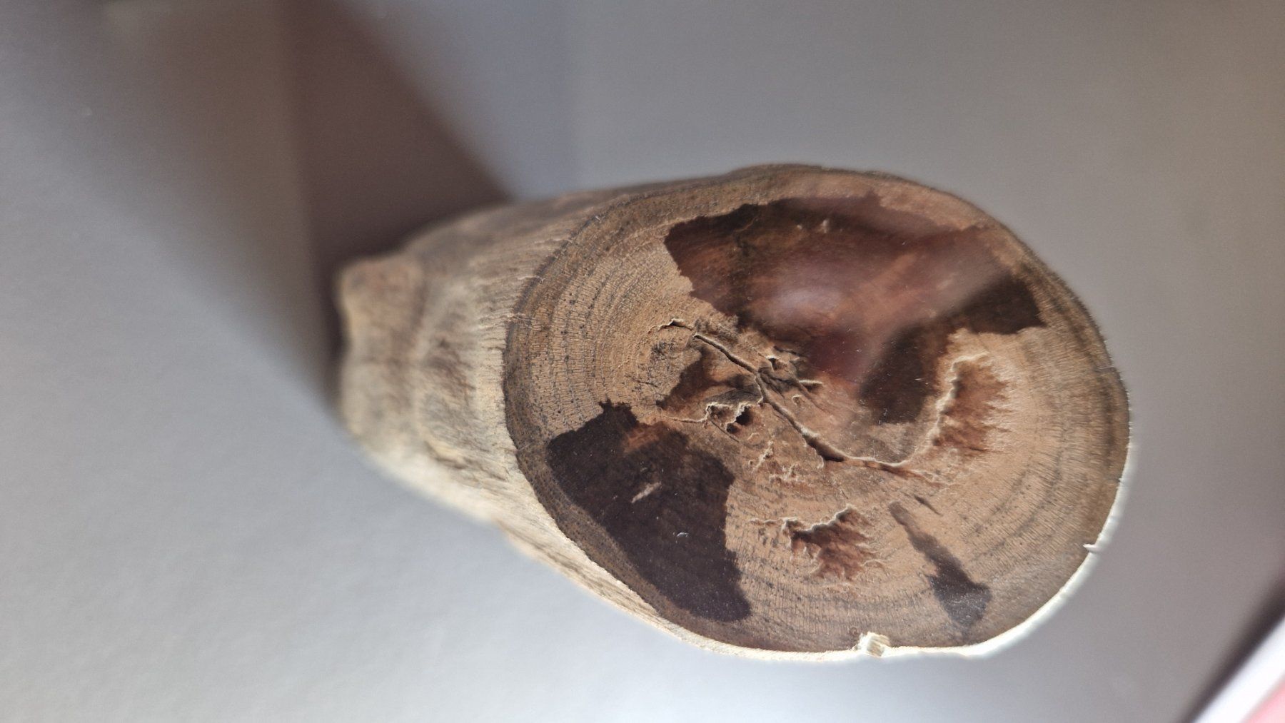 Fossili: Versteinertes Holz L: 115mm d: 50mm – Nuovo (secondo la descrizione) da Roggliswil venduto da Crosser17 2