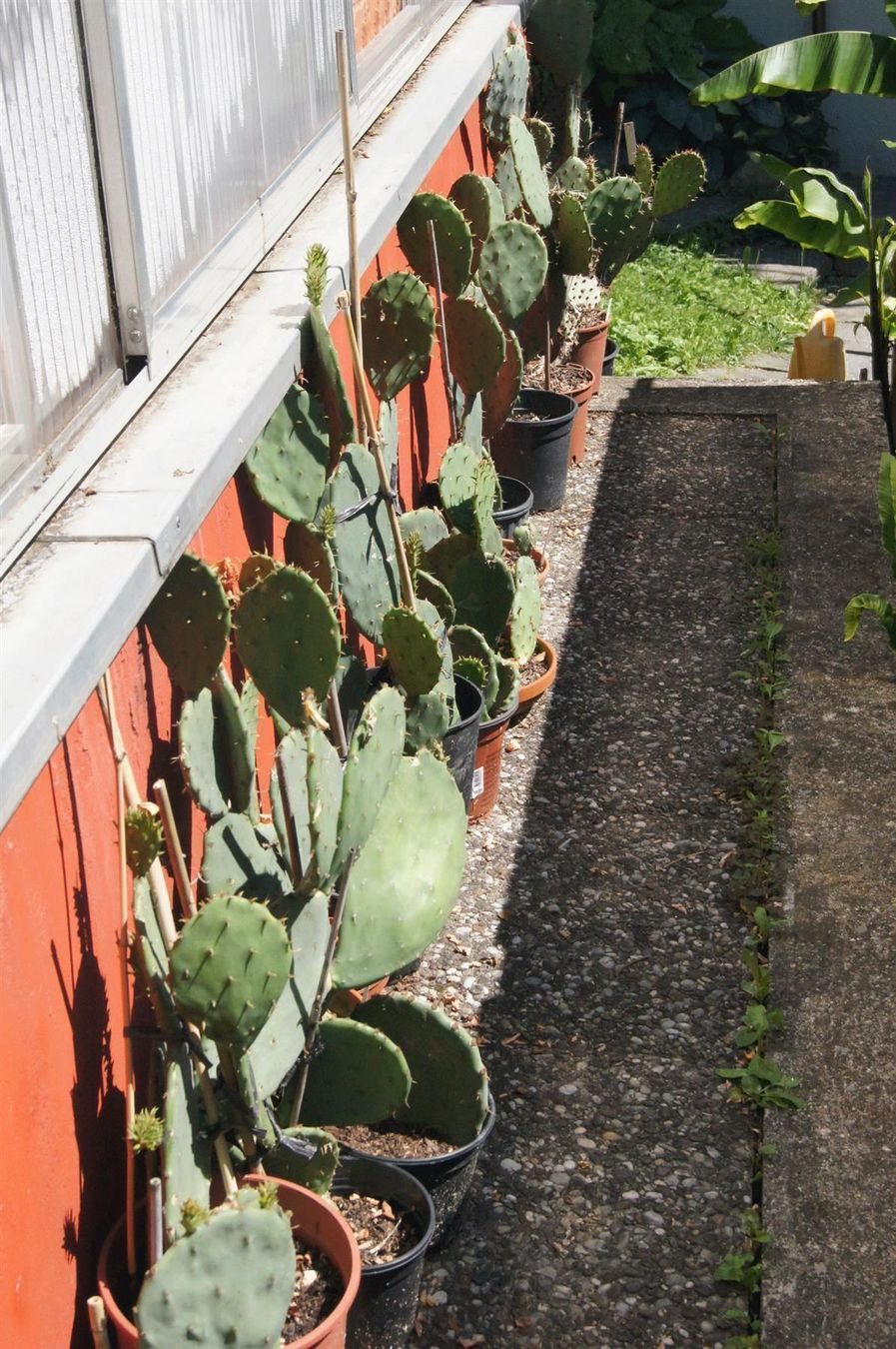 Piante & sementi: Winterharter Kaktus Opuntia engelmannii – Nuovo (secondo la descrizione) da Geroldswil venduto da botanicals 9