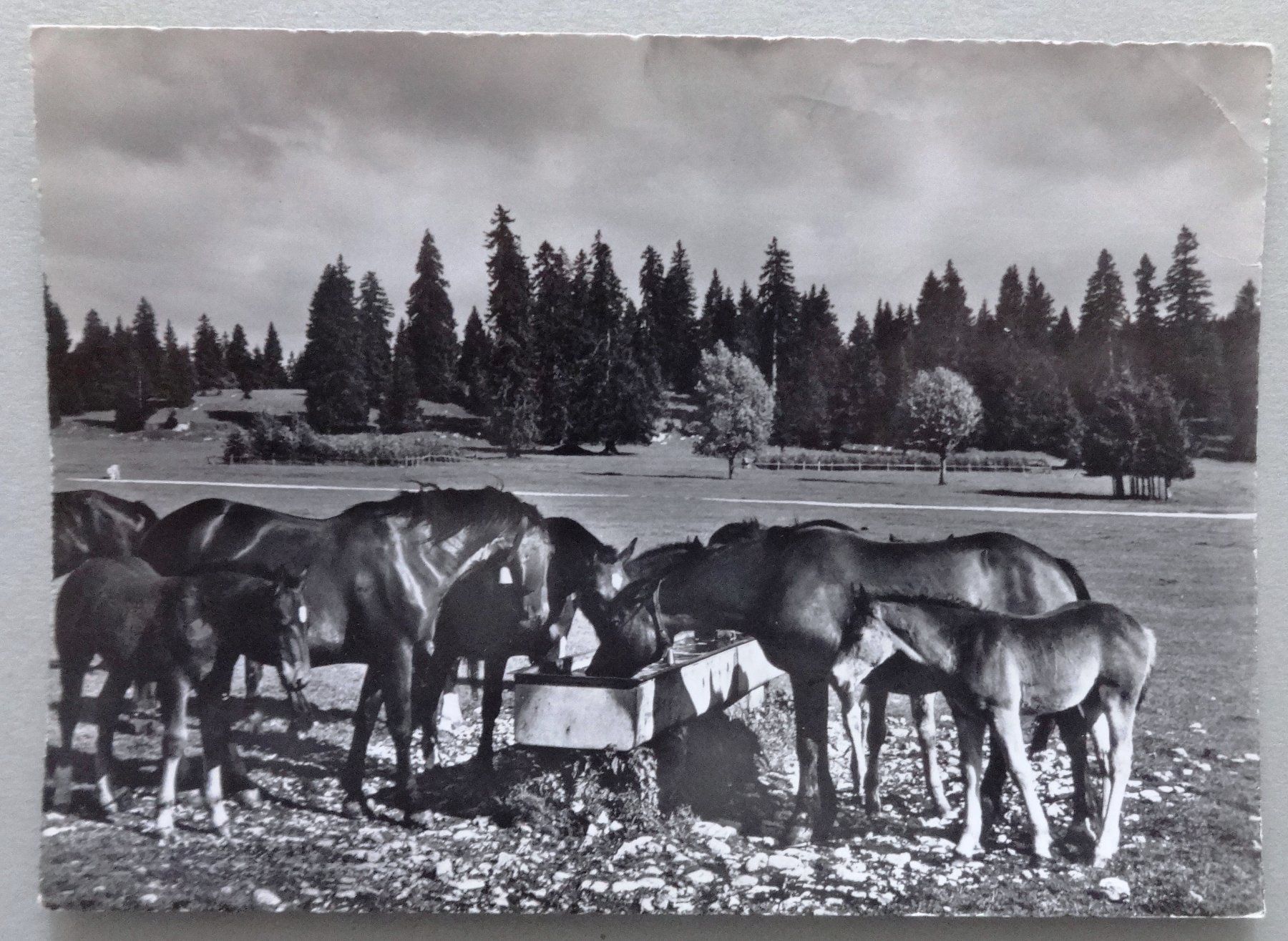 Cartoline postali: Au Pâturage du Jura – Difettoso da Fétigny venduto da Billy2miny