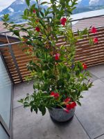 Mandevilla Pflanze rot mit Topf guter Zustand