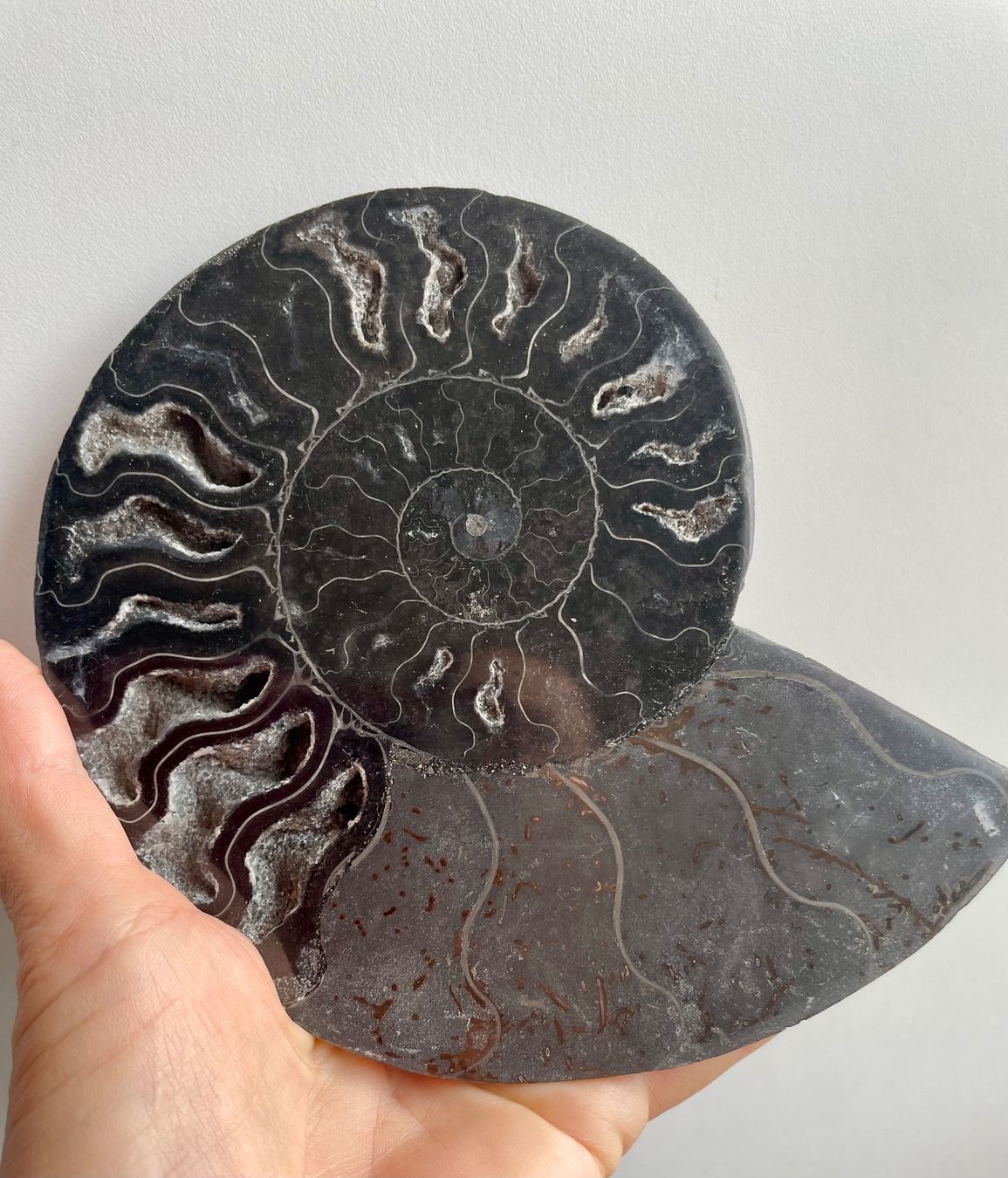 Fossilien: AMMONIT 🌹Madagaskar.17x14 cm – Neu und originalverpackt aus Adliswil von Moroz173 1