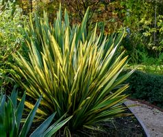 Ab 5.-fr Phormium Tenax Variegata 5 Samen DraussenZierpflaze