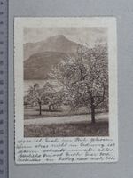 Stanserhorn, Alpnachersee, 1939, Stans, Baum, Frühling