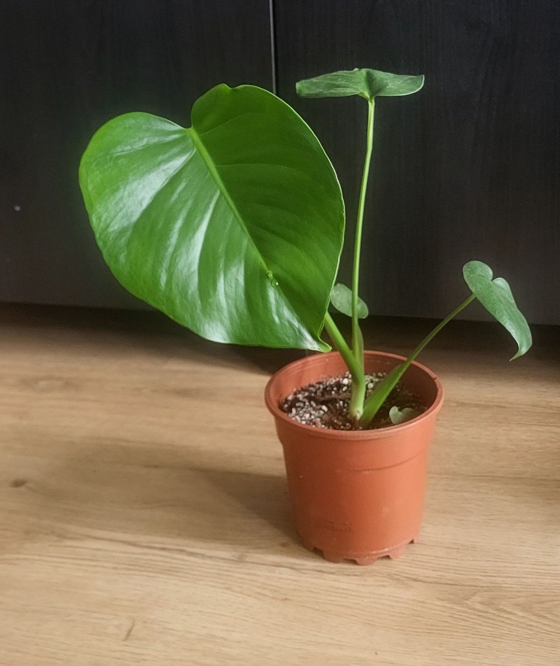 Piante & sementi: Monstera Deliciosa S/M – Usato da Pregassona venduto da maslud 5