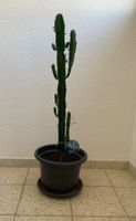 ⭕ Schöne Euphorbia Kaktee🌵 Zimmerpflanze 👍🏼 0767-742642