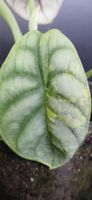 🤩Alocasia Silver Dragon Aurea Variegata Rhizom 