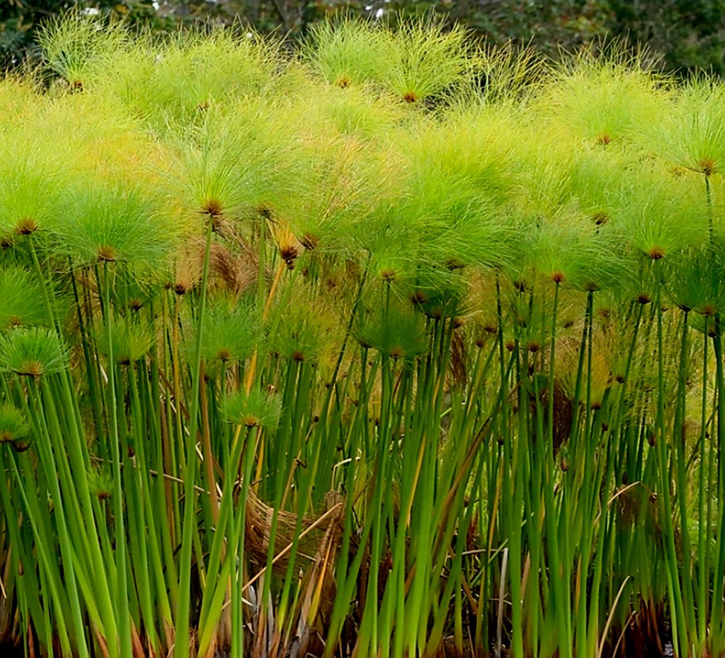 Piante & sementi: Ab 5.- fr  5 Samen Ägyptischer Papyrus "CYPERUS" – Nuovo e nell'imballaggio originale da Rovio venduto da POSITIFFARTandPLANTS