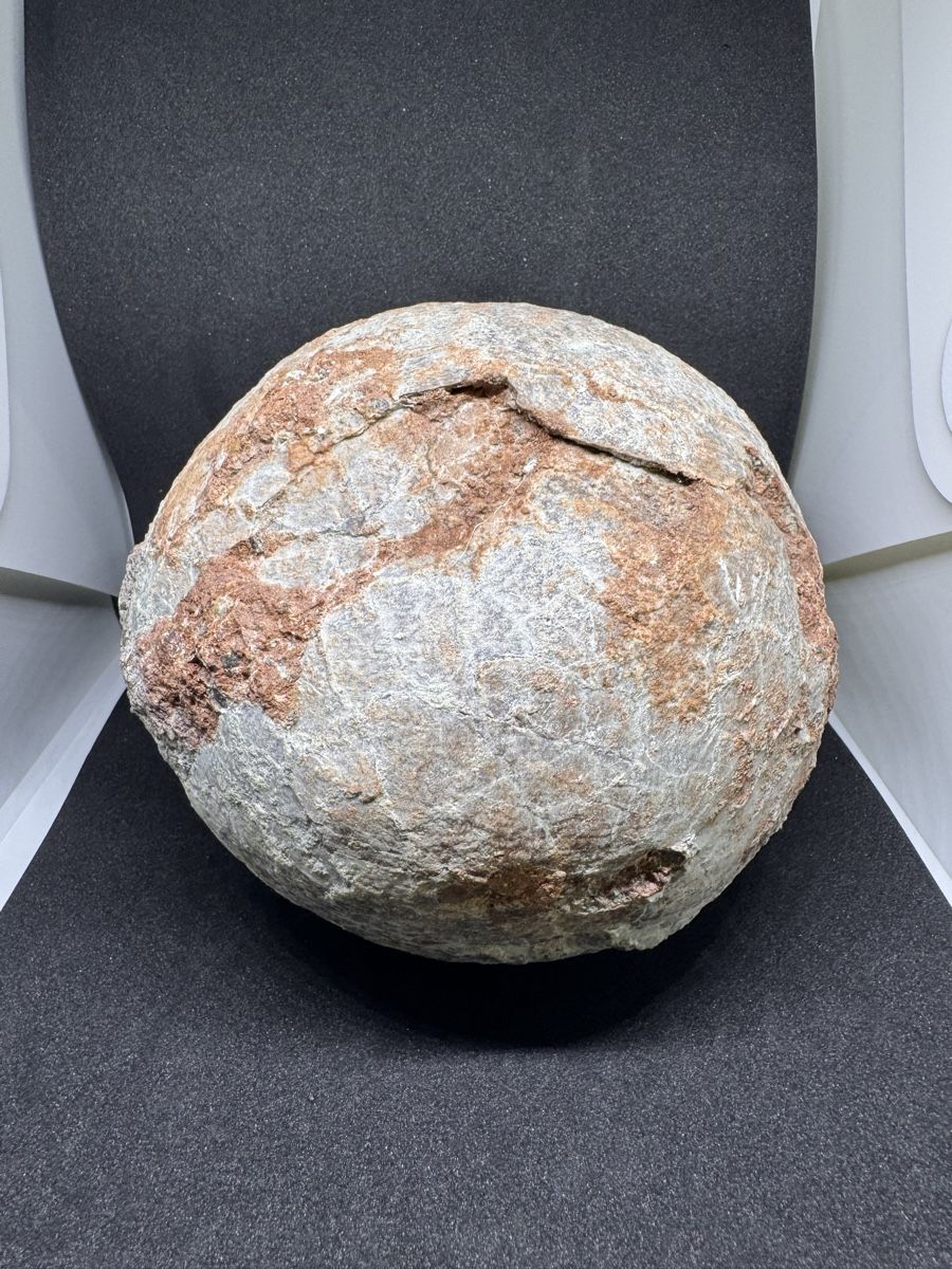 Fossiles: Selten: echtes fossiles Dinosaurier-Ei – D'occasion à Oberwil (Dägerlen) par Kurkuma