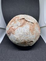 Selten: echtes fossiles Dinosaurier-Ei