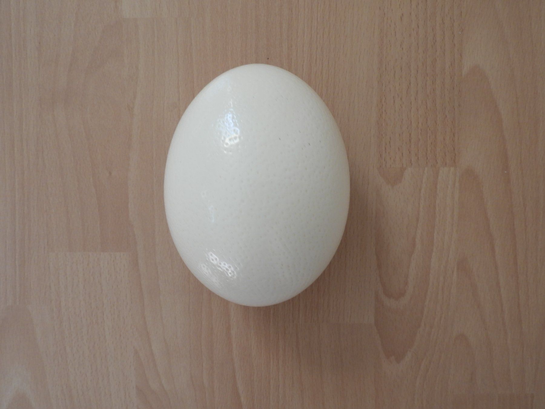 Tutte le decorazioni: Oeuf d'autruche véritable! – Usato da Dombresson venduto da sev_bsb8 1