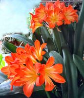 CLIVIA*DIE PFLANZE IST SELBST GEZOGEN! 8 JAHRE ALT*****