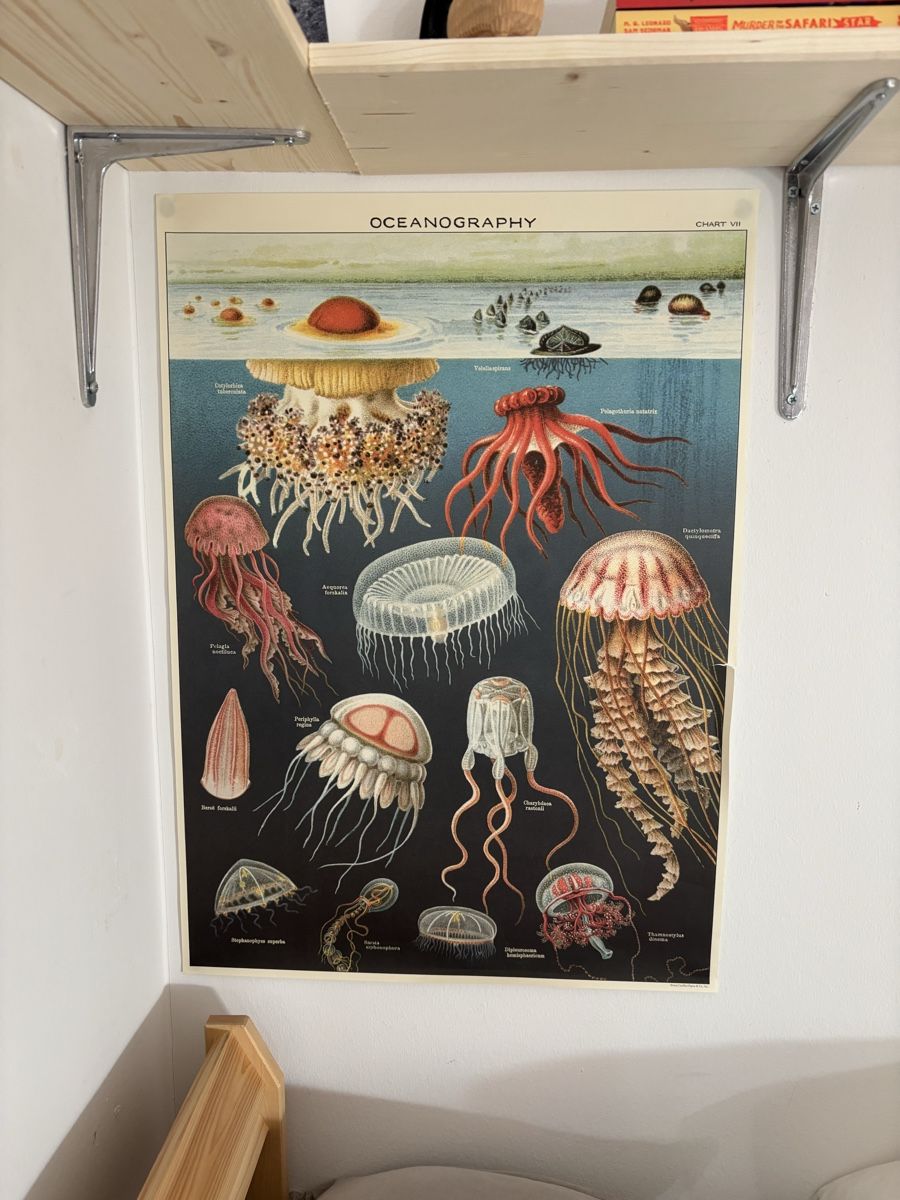 Foto & Immagini: Lehrmittel Oceanography Chart VII Quallen Poster  – Usato da Bern venduto da wisemagpie 1