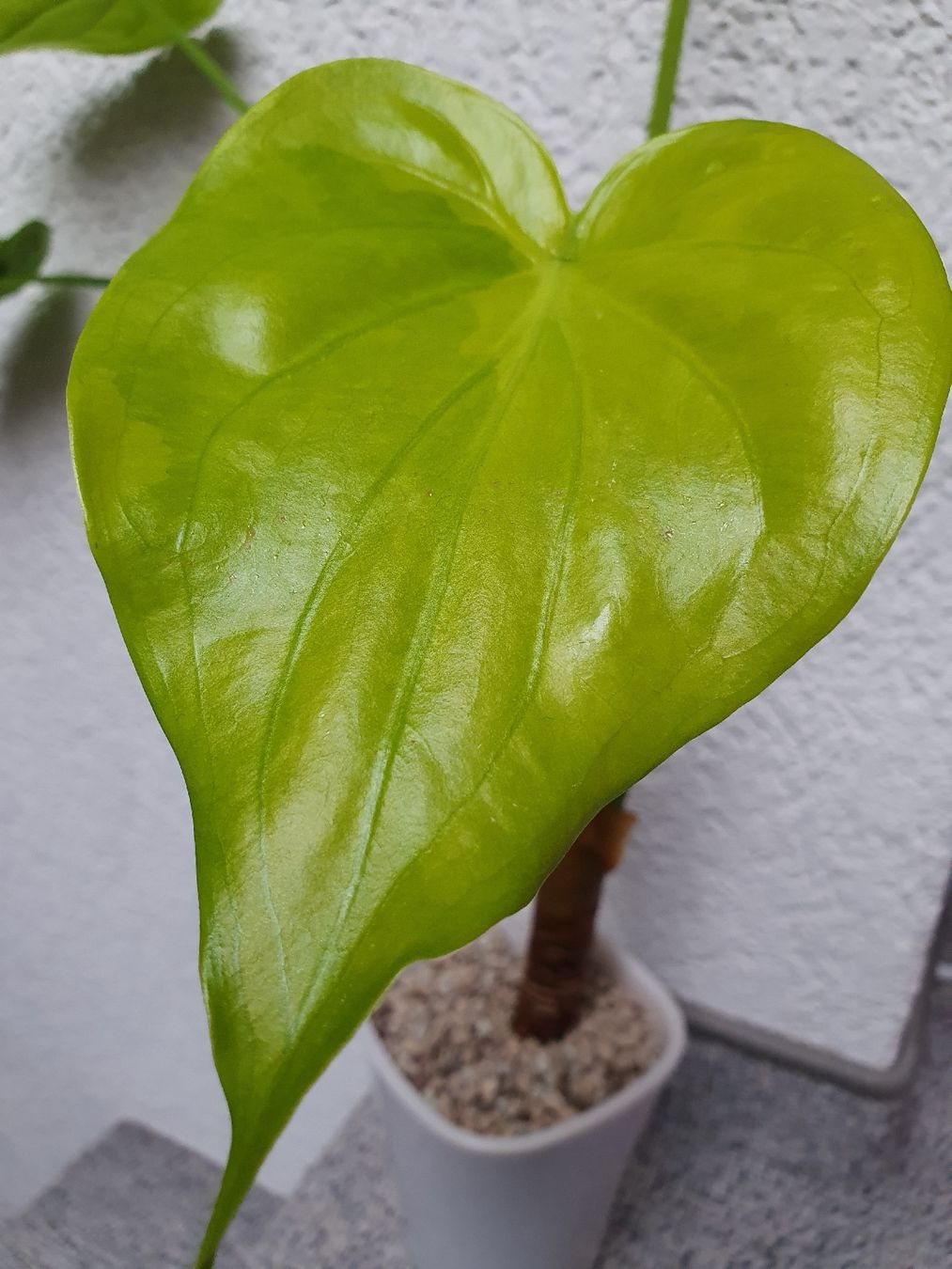 Plantes & graines: Alocasia Cucullata Aurea – D'occasion à Erlinsbach SO par Lea030