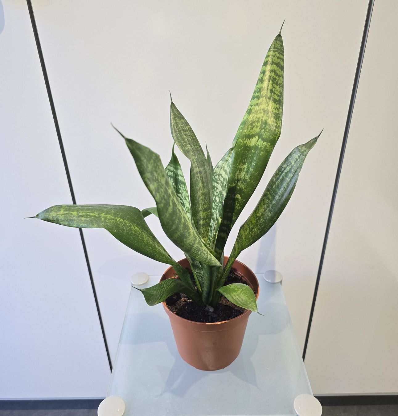 Piante & sementi: Pflanze Sansevieria / Bogenhanf 47 cm – Usato da Oetwil an der Limmat venduto da dhantal 7