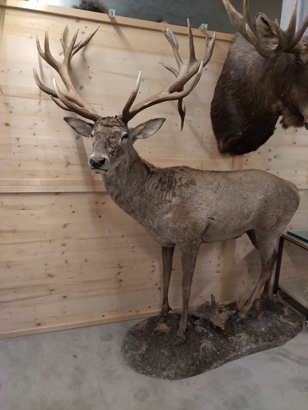 Il mondo degli animali: riesiger Rothirsch Präparat Jagd 22-Ender – Usato da Wettingen venduto da Bwalti 1