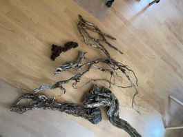 Branches de tout types pour terrarium