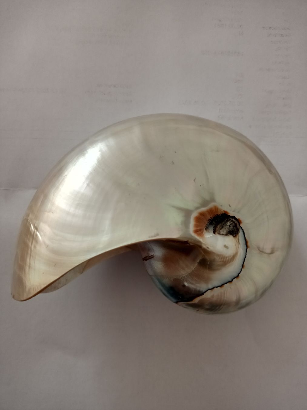 Fossili: Nautilus Muschel – Usato da Zürich venduto da Mephisto87 1