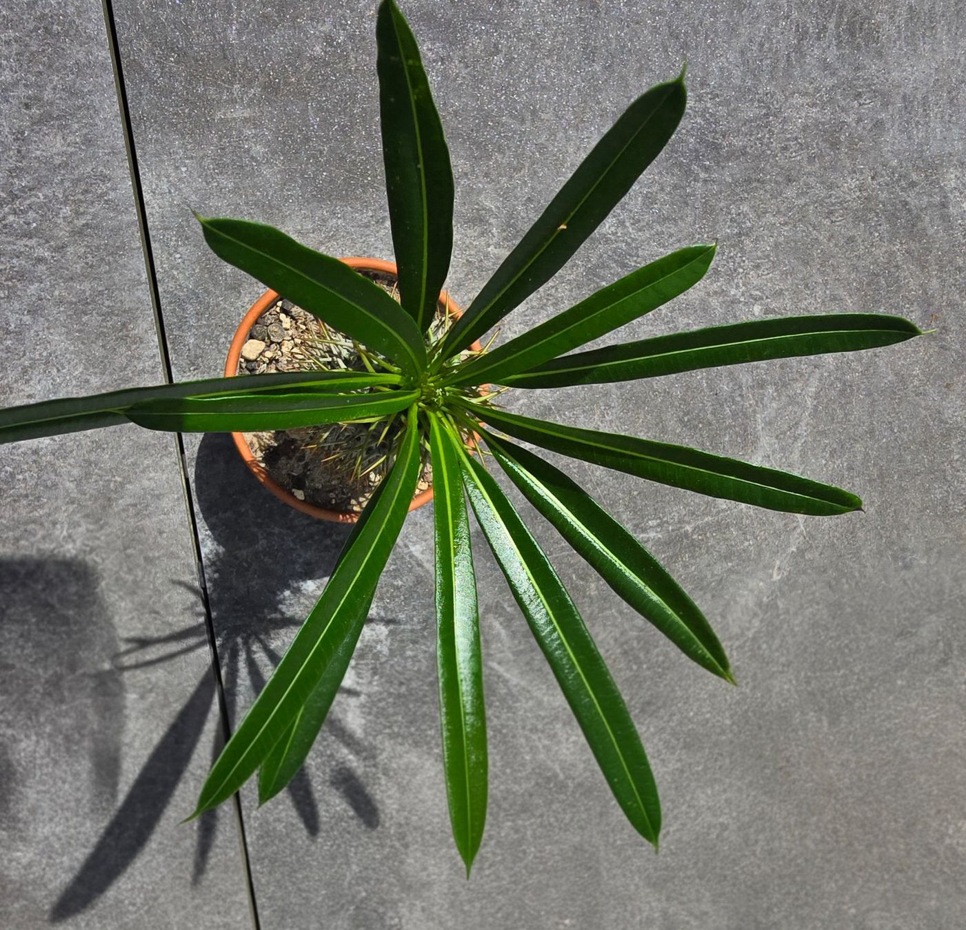 Piante & sementi: Palme Madagaskar – Usato da Aarburg venduto da Glitzerschein 1