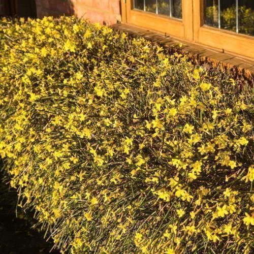 Piante & sementi: Jasmin d'hiver   2x   20-30cm – Nuovo e nell'imballaggio originale da Bremblens venduto da FIBONACCI369 1