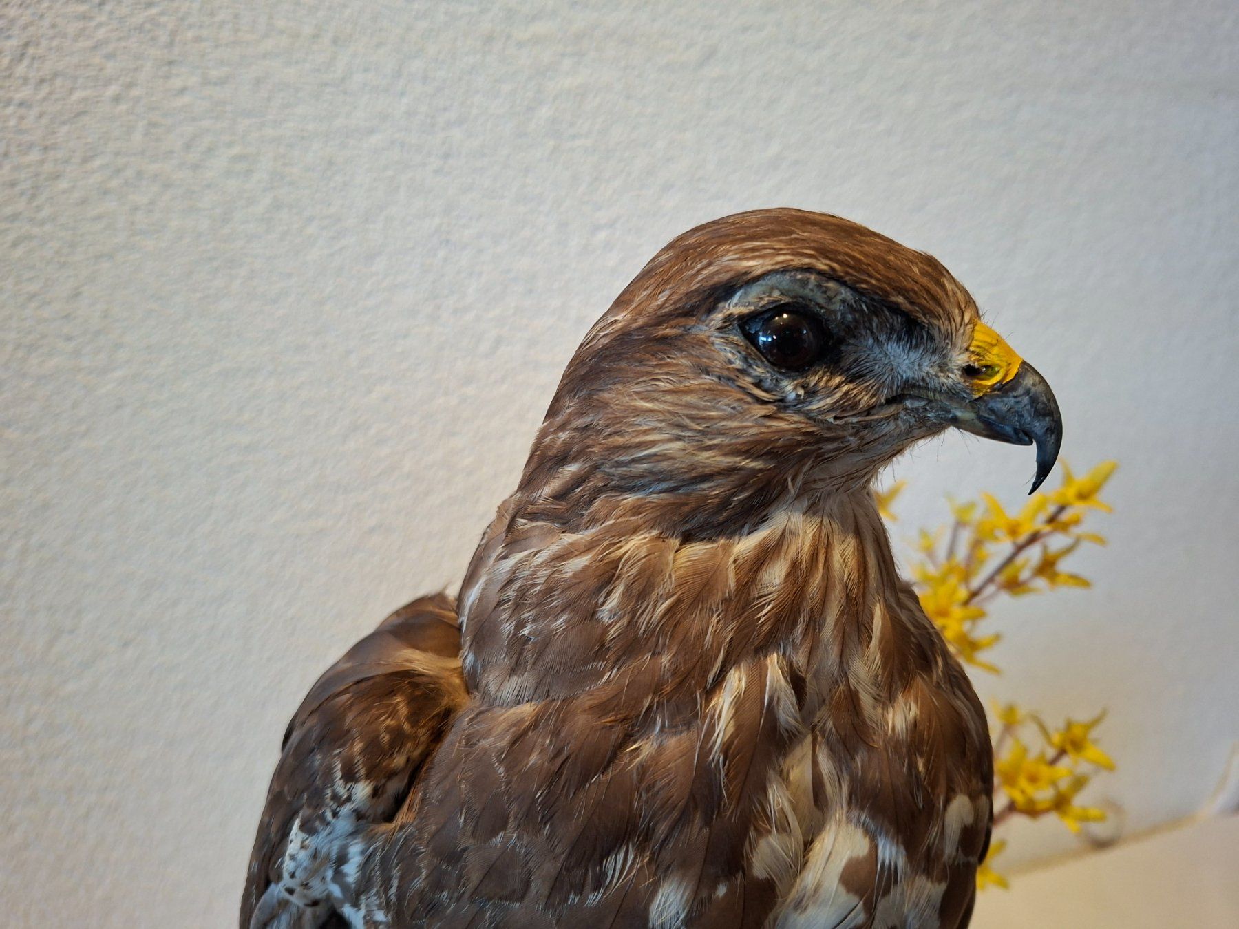 Welt der Tiere: Mäusebussard 1 – Gebraucht aus Wünnewil von Boschung1