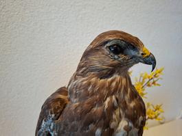 Mäusebussard 1
