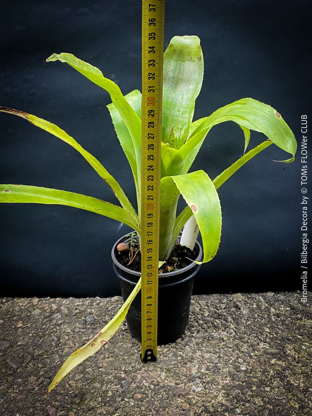 Piante & sementi: Bromelia / Bilbergia Decora - super robuste Pflanze – Nuovo e nell'imballaggio originale da Adliswil venduto da astom369 8