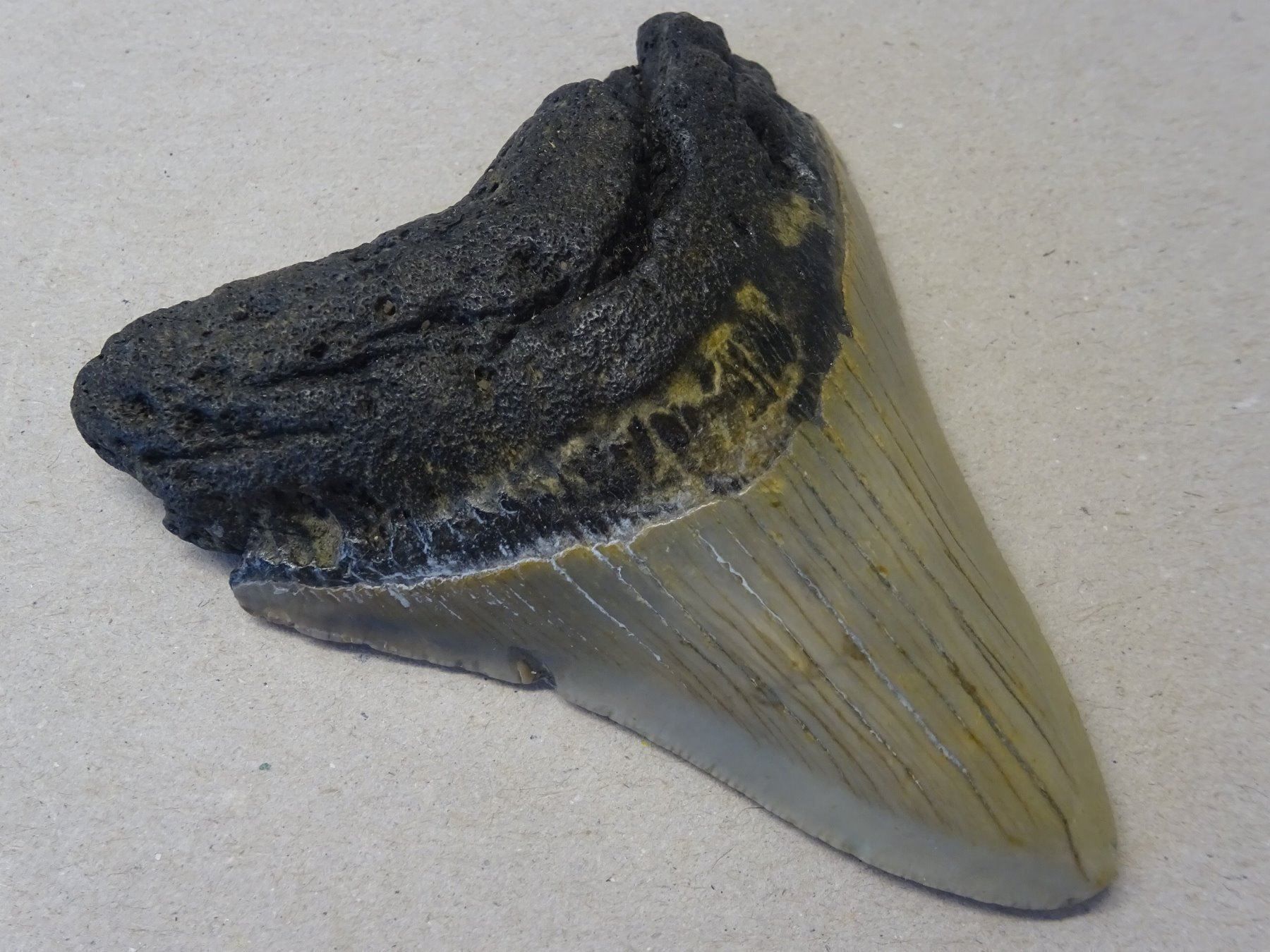 Fossili: Prähistorischer Haifischzahn – Usato da Esslingen venduto da eintagammeer 2