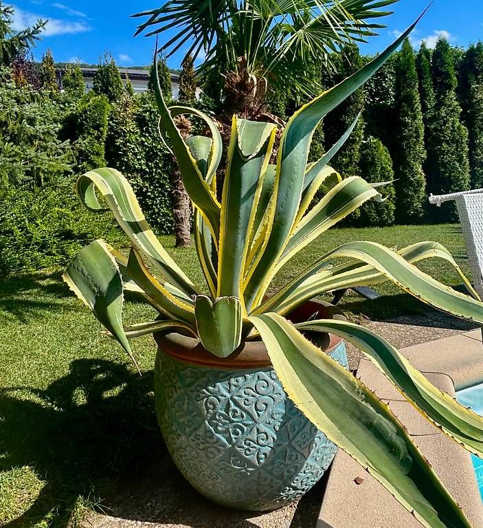 Piante & sementi: Agaven im Türkis Topf , Wunderschön! – Usato da Rodersdorf venduto da gstaad06 3