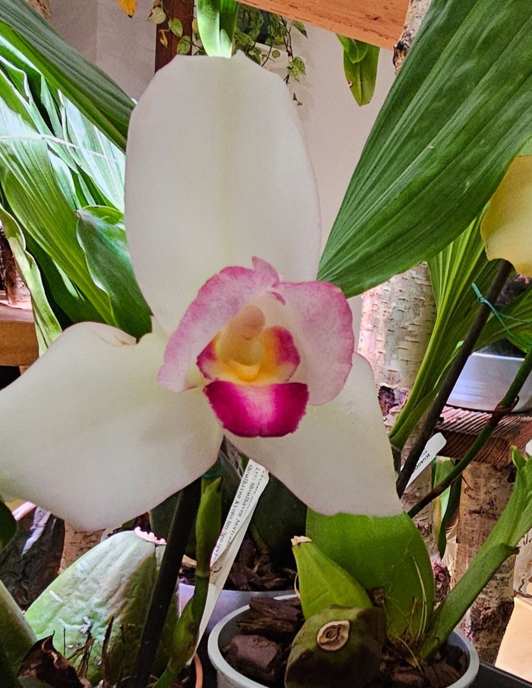 Piante & sementi: Orchidee Lycaste Hybride – Usato da Jona venduto da Smurnaya